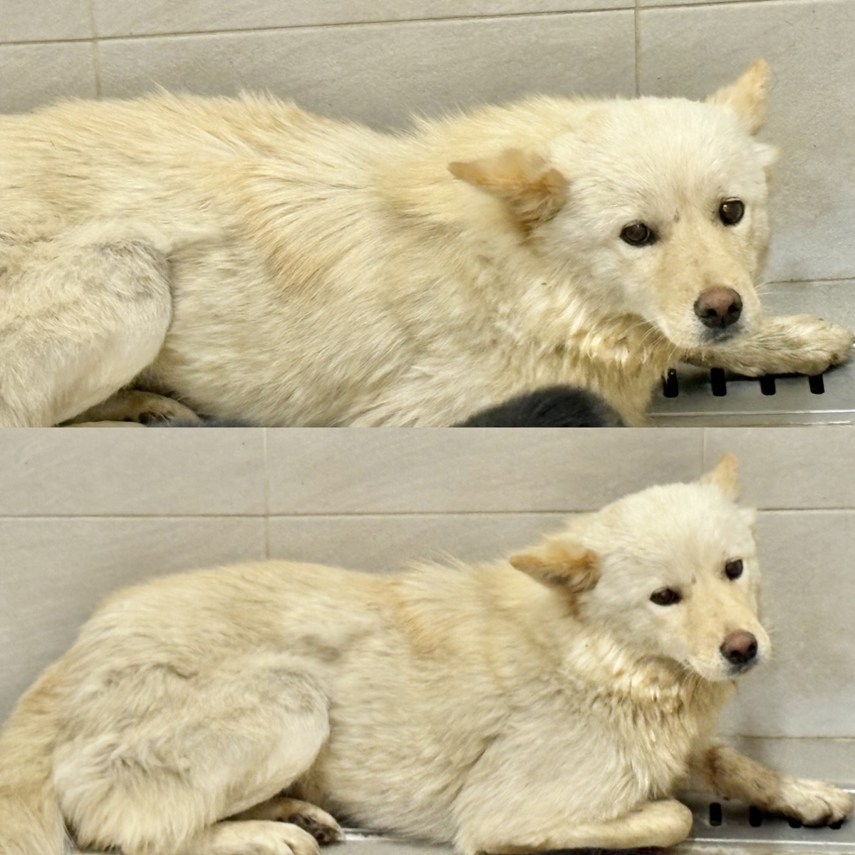 믹스견 이미지 파일 입니다.